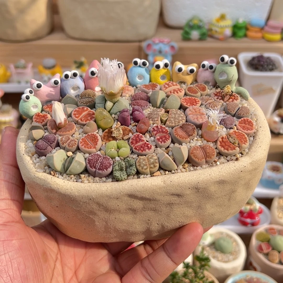 多肉植物实付9.9元包邮13号