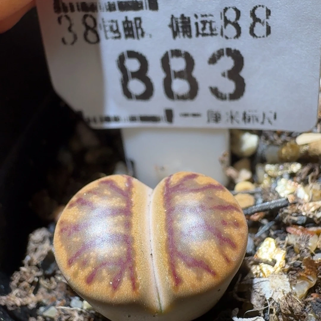 Sss精品便宜了883