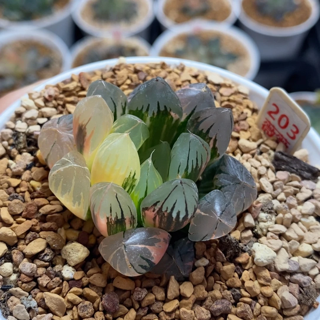 203水晶玉露十二卷多肉