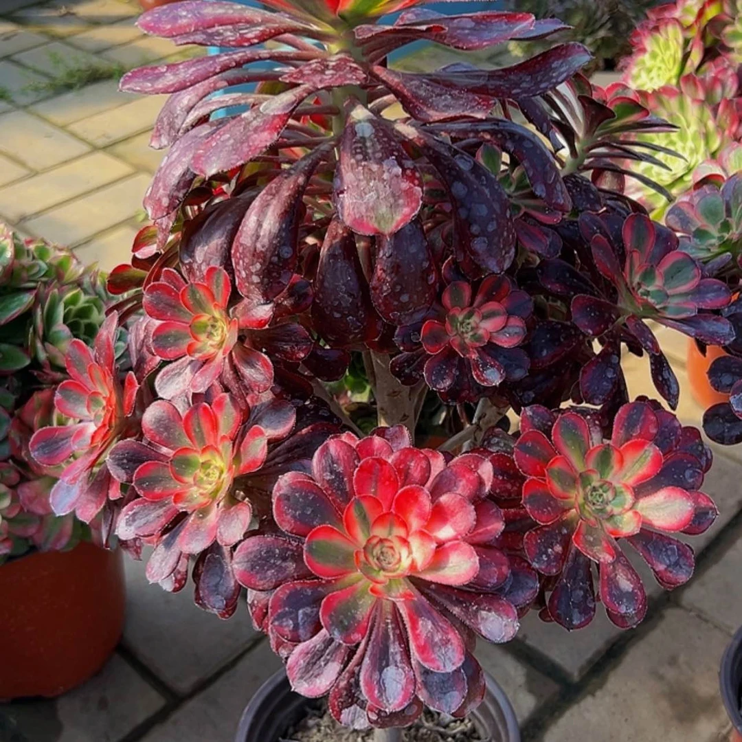 【闪购商品】F*莲多肉植物妖桩丽娜325