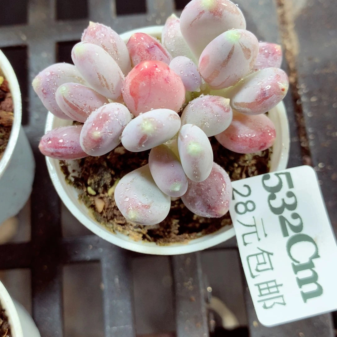 5厘米盆精控多肉532