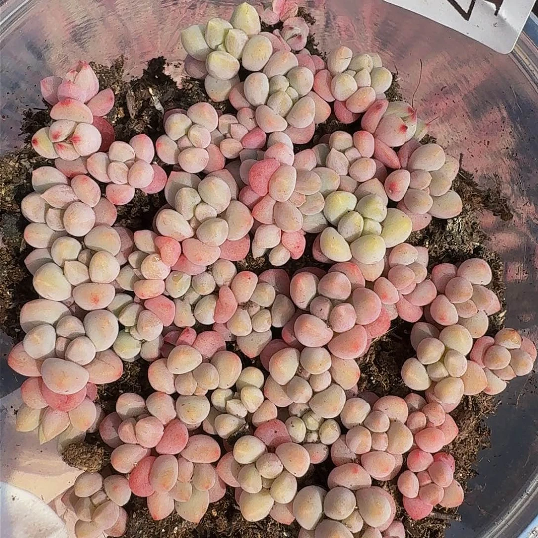 多肉植物多肉植物45