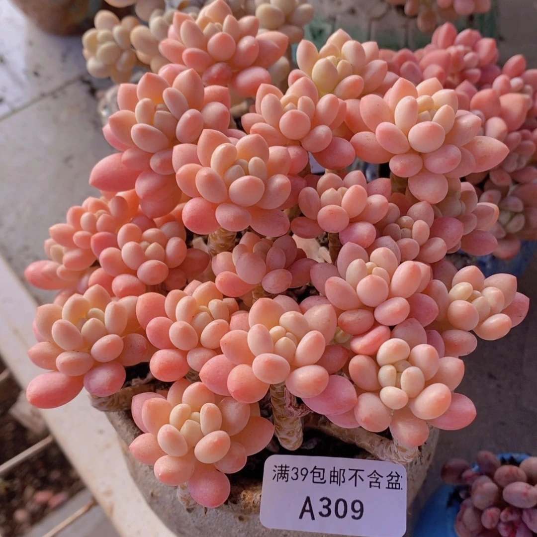 冰淇淋鱼子酱老桩13cm309多肉植物