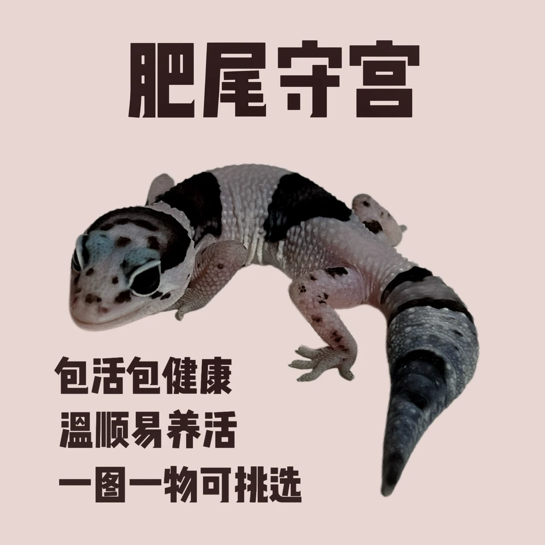 肥尾守宫活体爬宠奥利奥新手入门温顺可爱小爬宠