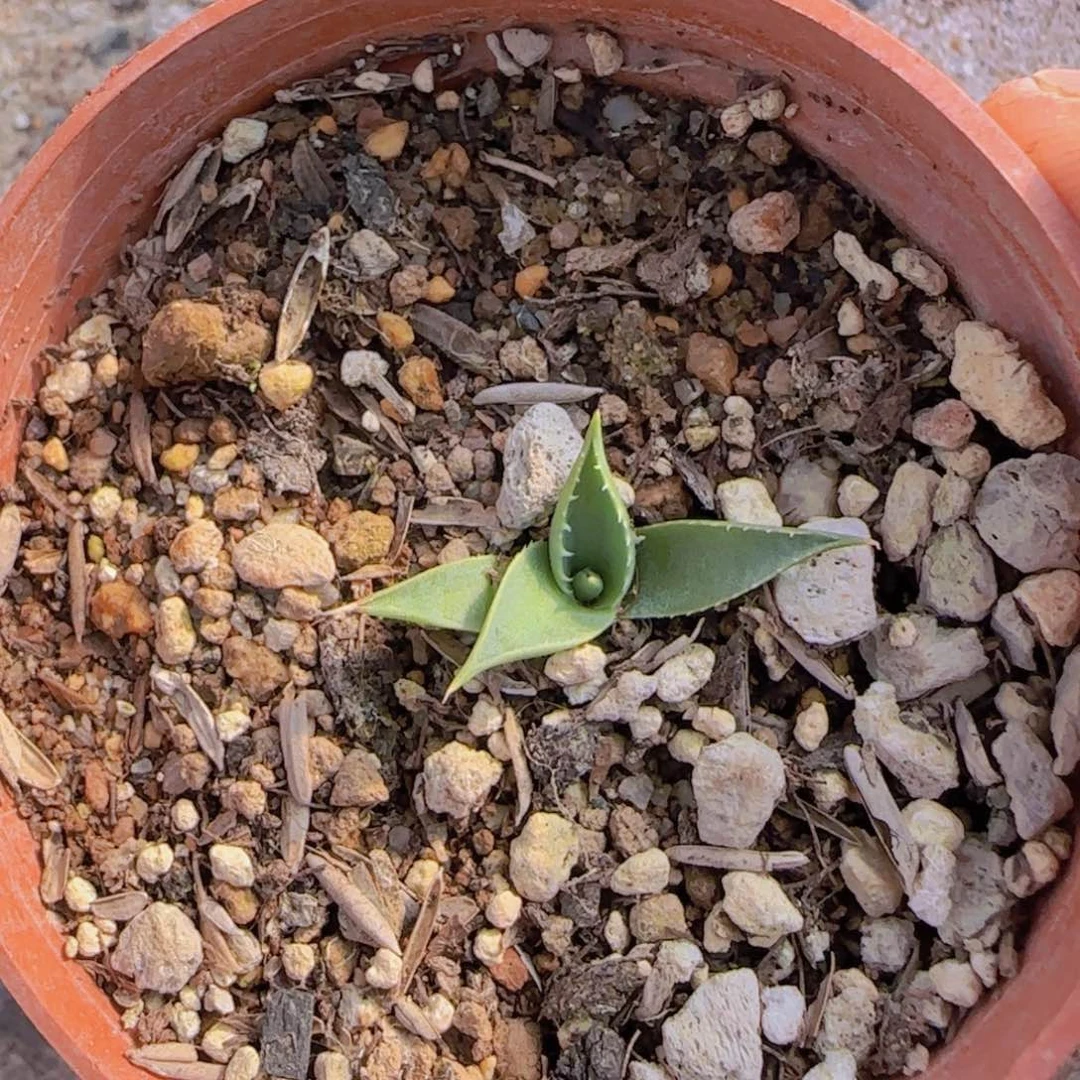 安****n块根植物块根植物