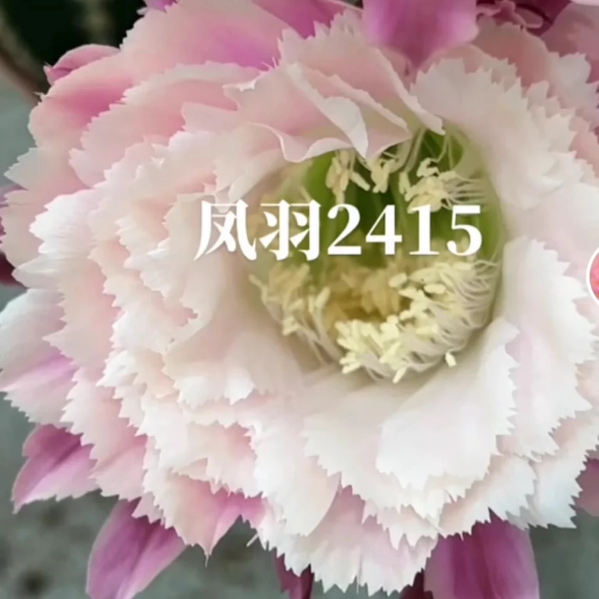 彩，2415，无根侧芽，环境不同花色深浅有区别属于正常，介意勿拍