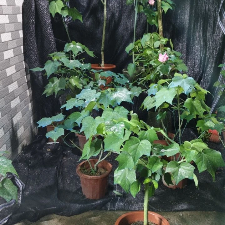 柠***荷完全开放芙蓉花带花苞