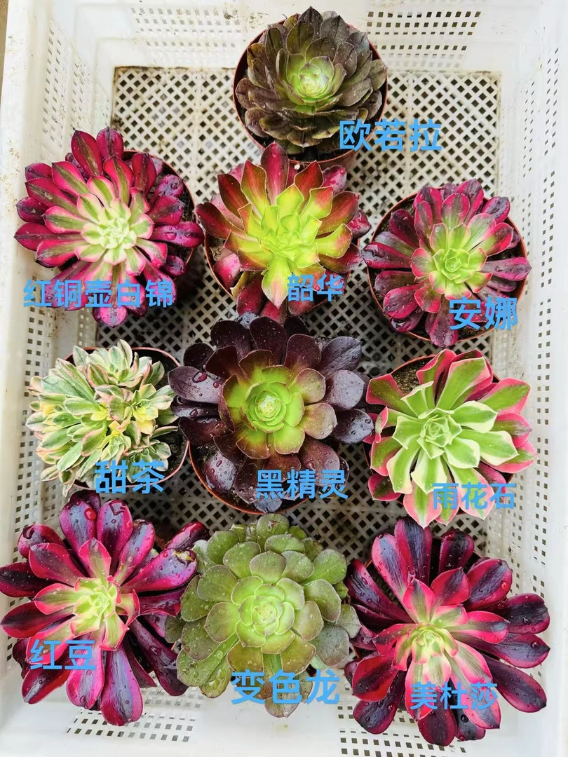 10颗法师单头组合好养懒人新人练手多肉植物叶展8-10厘米