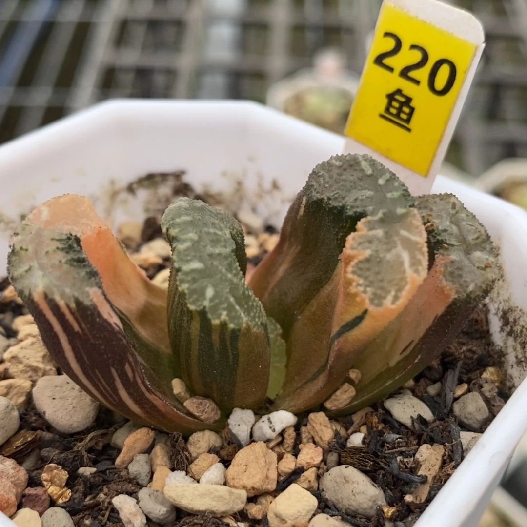 220荒姬玉扇锦一物一拍