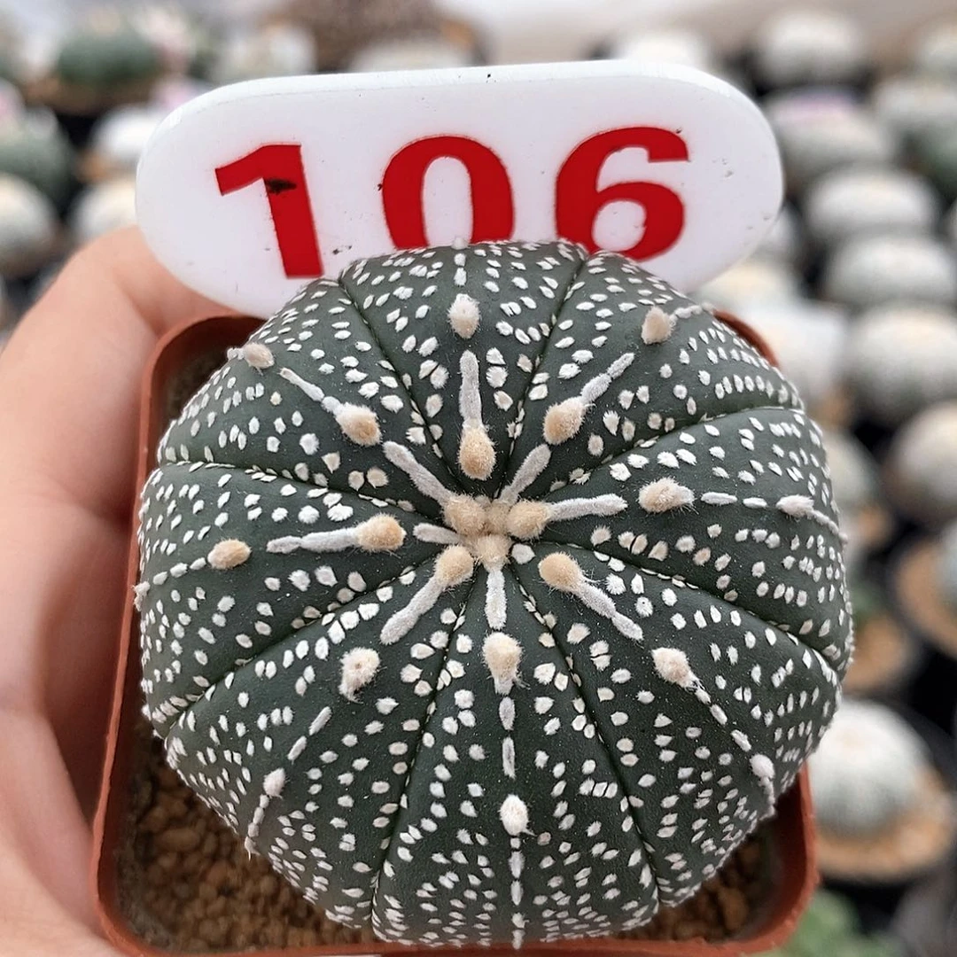 106奇迹兜系列产品