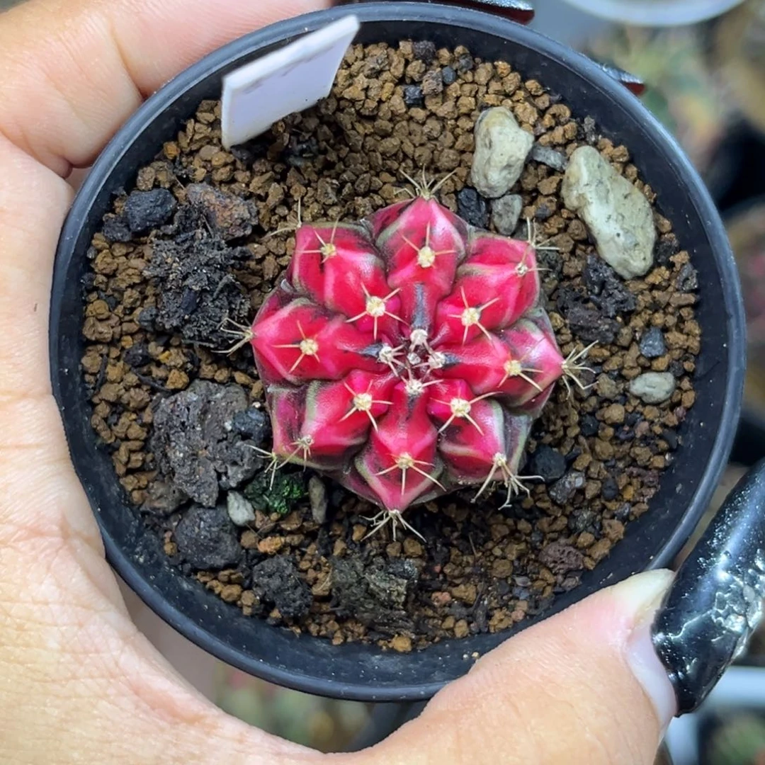 570 上海 侧。带盆土发货