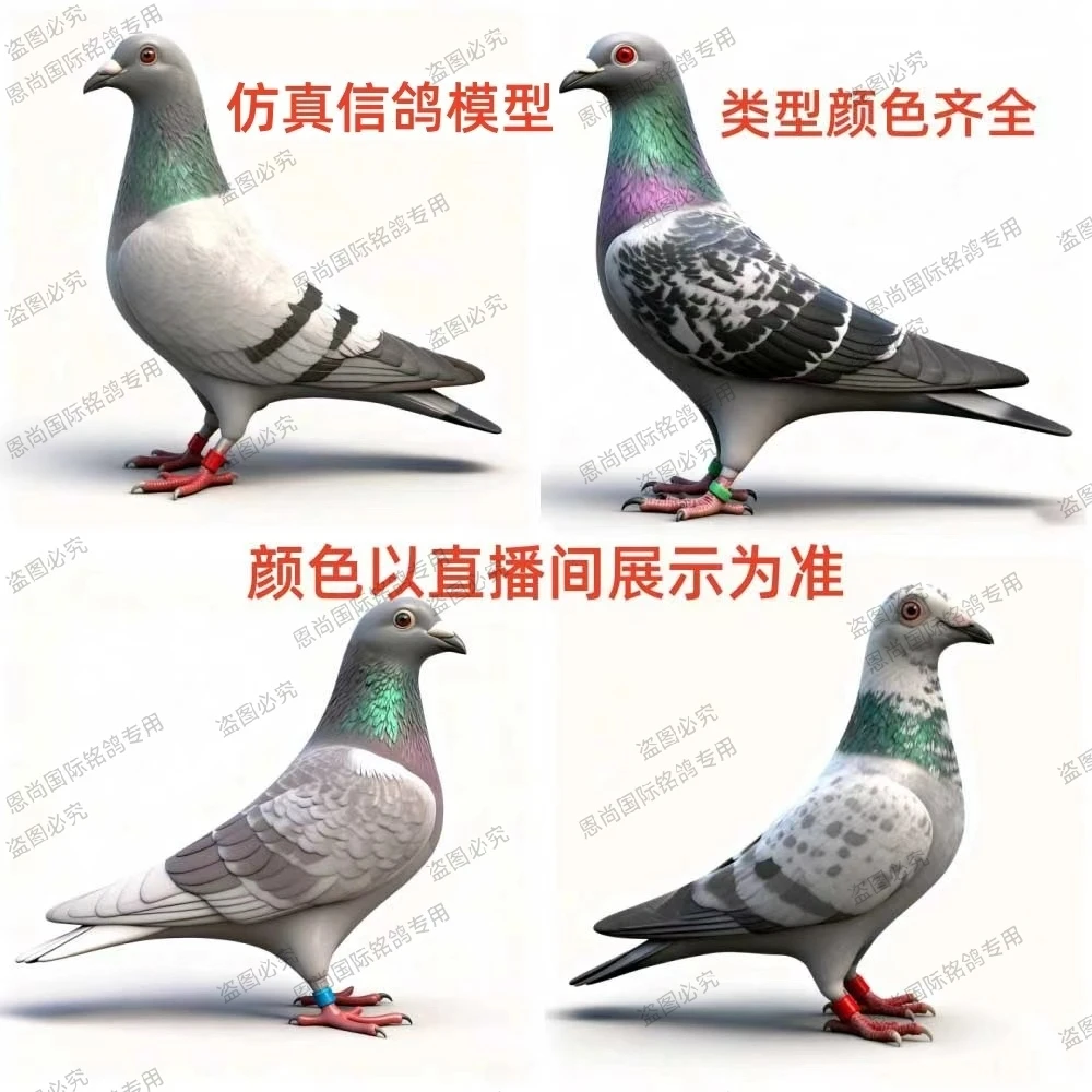 信鸽成绩鸽公棚鸽仿真信鸽模型小鸽子灰鸽子沙眼黄眼树脂摆件