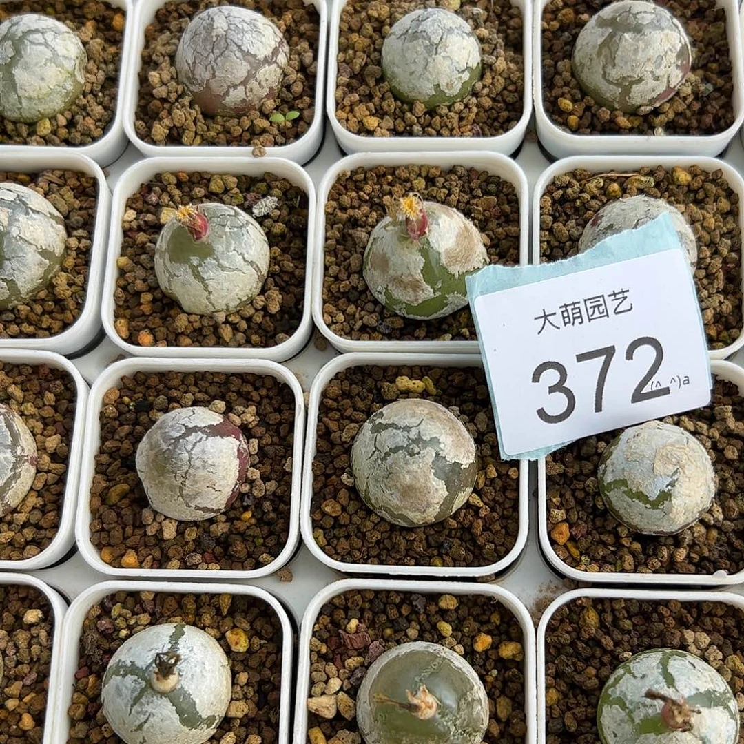 量拍灯泡2颗尺寸不低于1.5脱土发