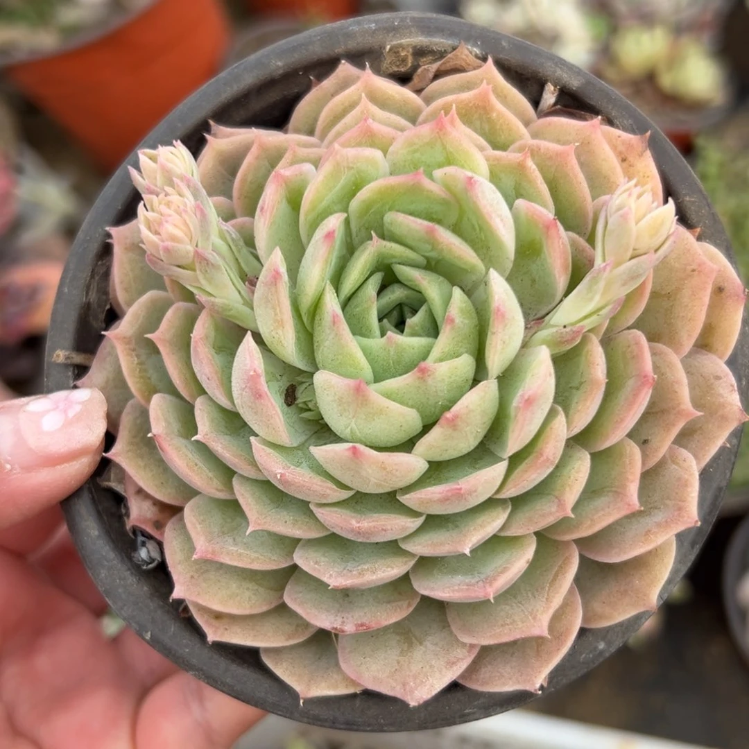 多肉植物多肉植物