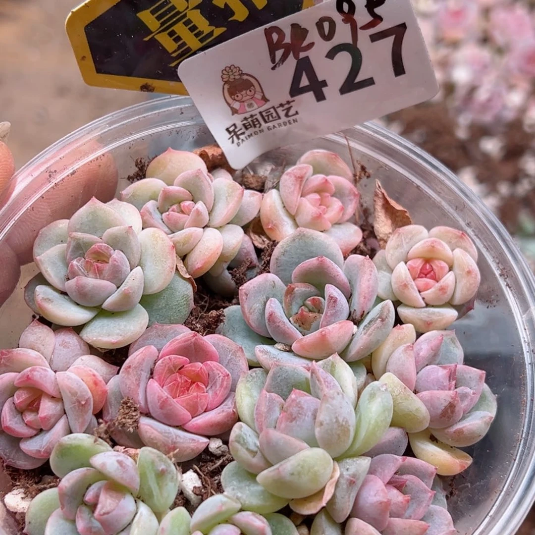 多肉植物多肉植物