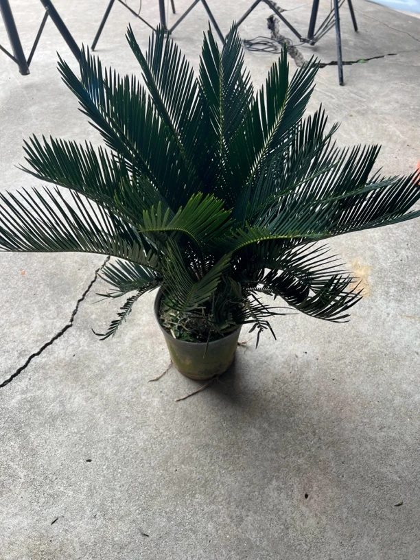 铁树小苗一物一拍