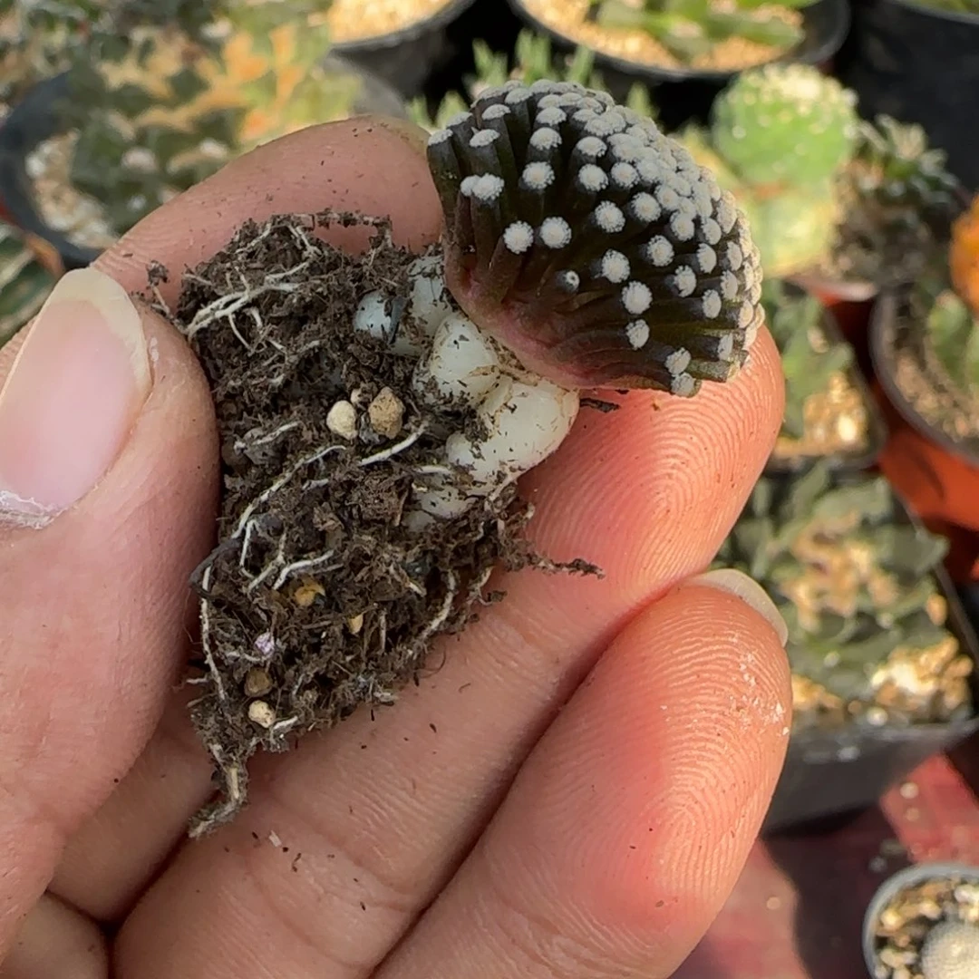 无花朵萝卜根松针429