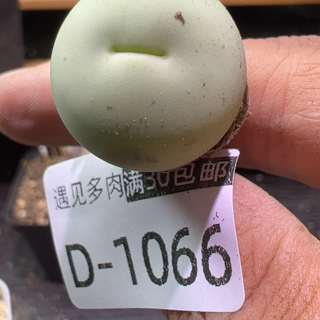 多肉植物111111111111