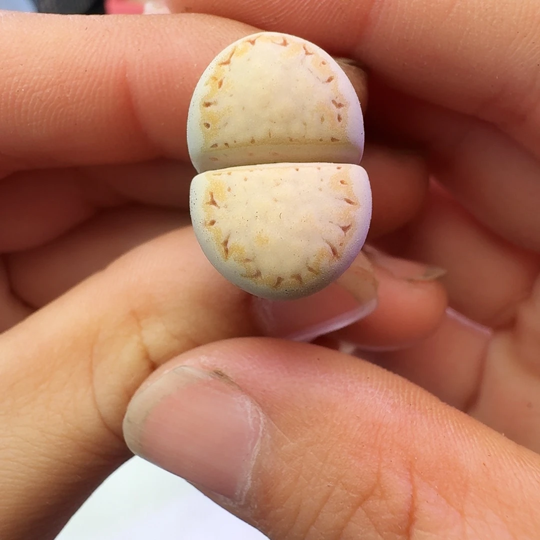 多肉植物棚主自留饼干109
