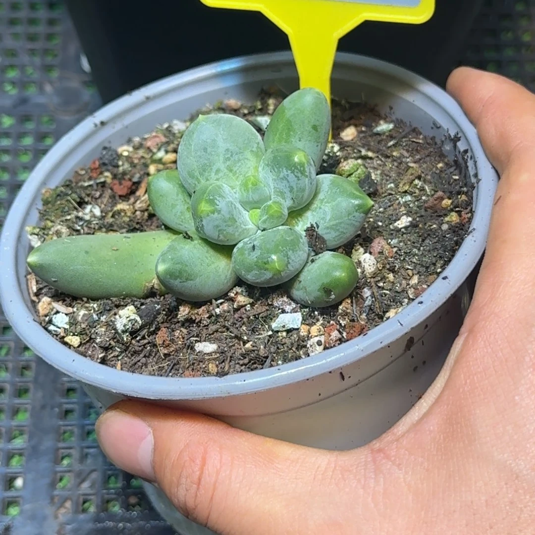 多肉植物蓝眼睛923