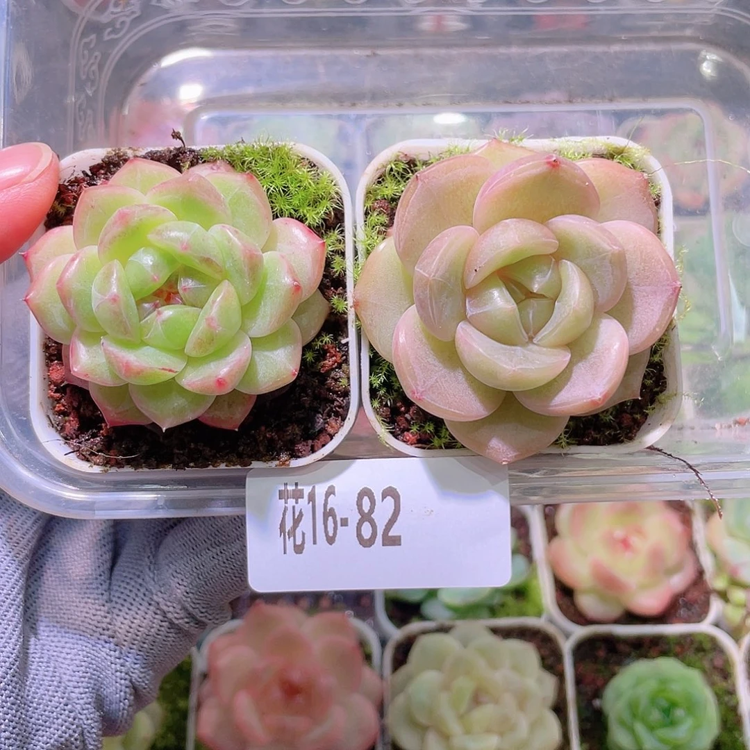 花利美16-82珍妮2颗