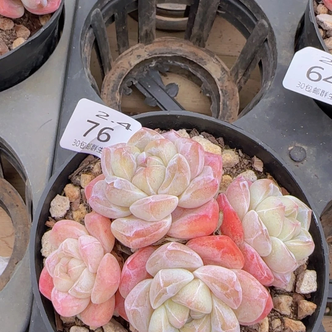 四头冰玉老桩一颗脱土