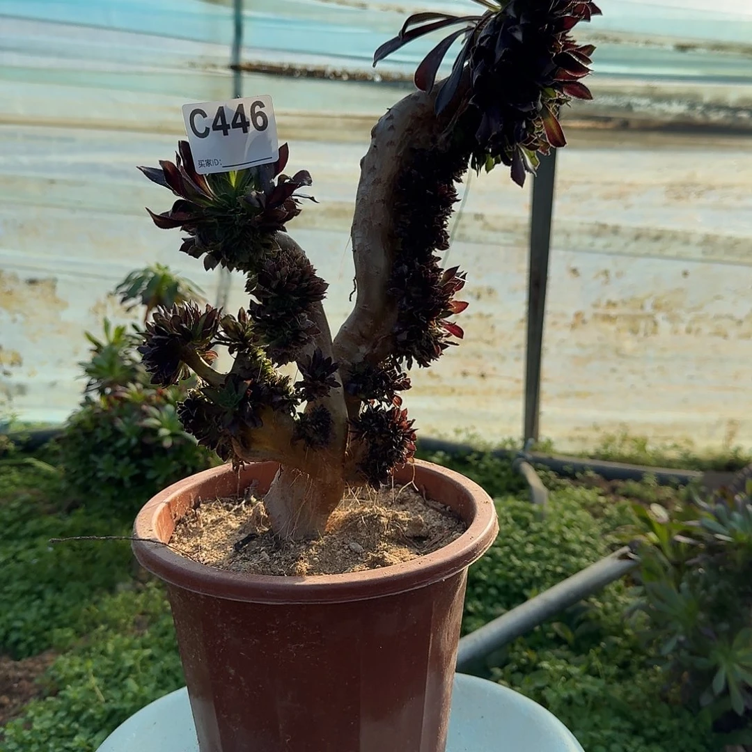 446黑法师有伤一颗呀呀