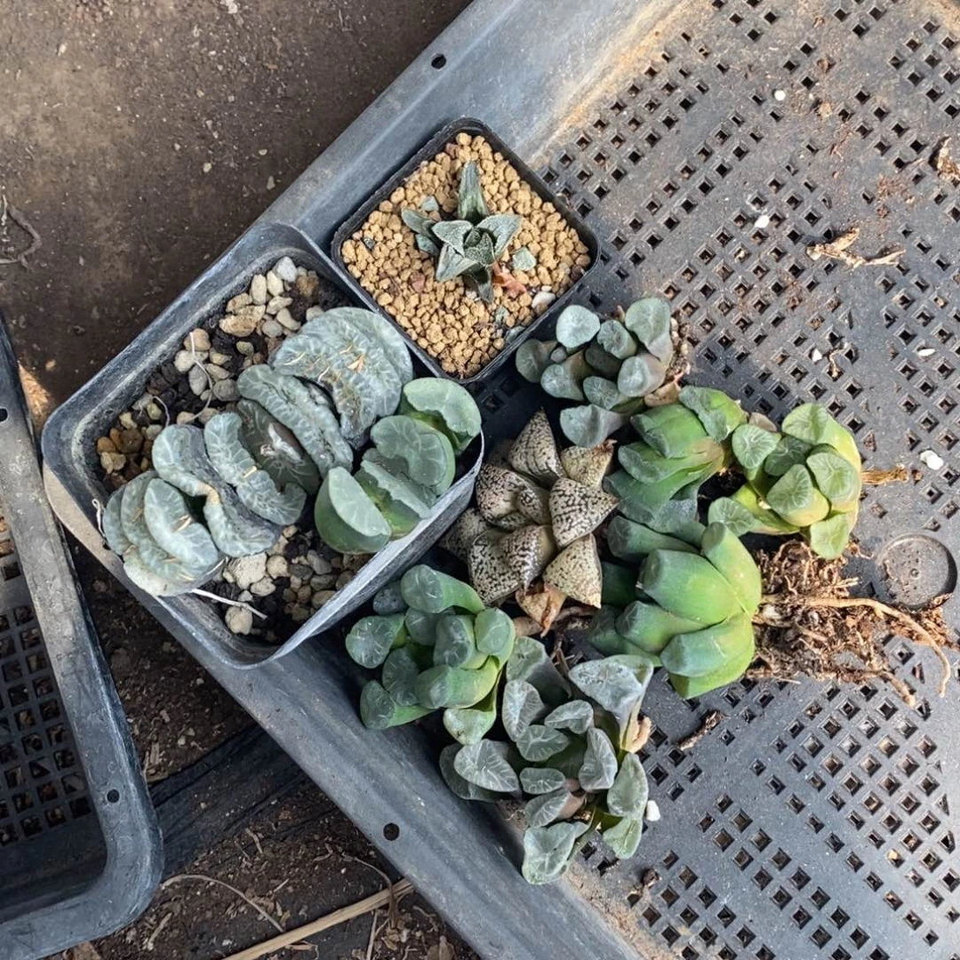 2542 一整筐全部十棵 10个品种 开播福利