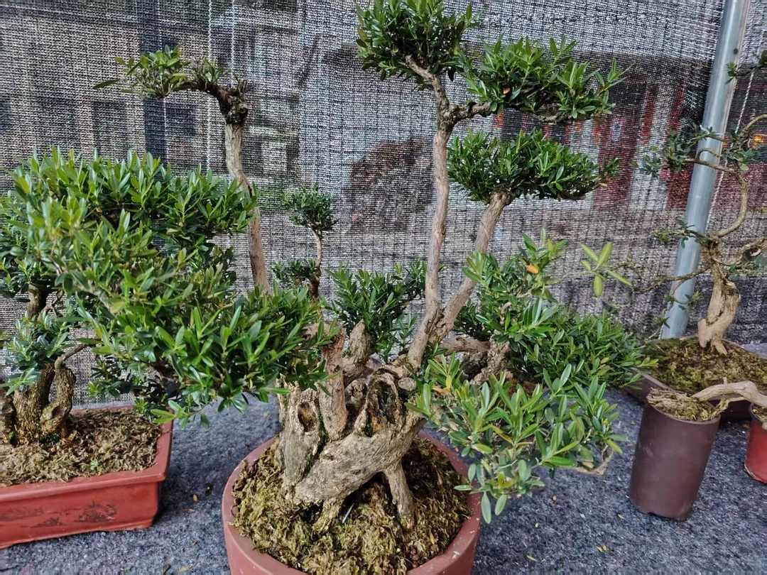 直播间下单一物一拍专拍链接，不是盆景图片，鲜活植物，谨慎下单