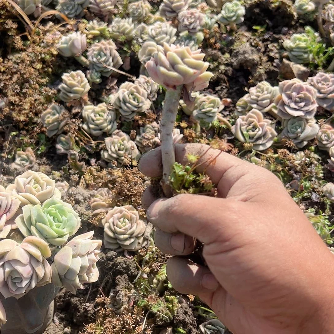 30个单头可爱玫瑰