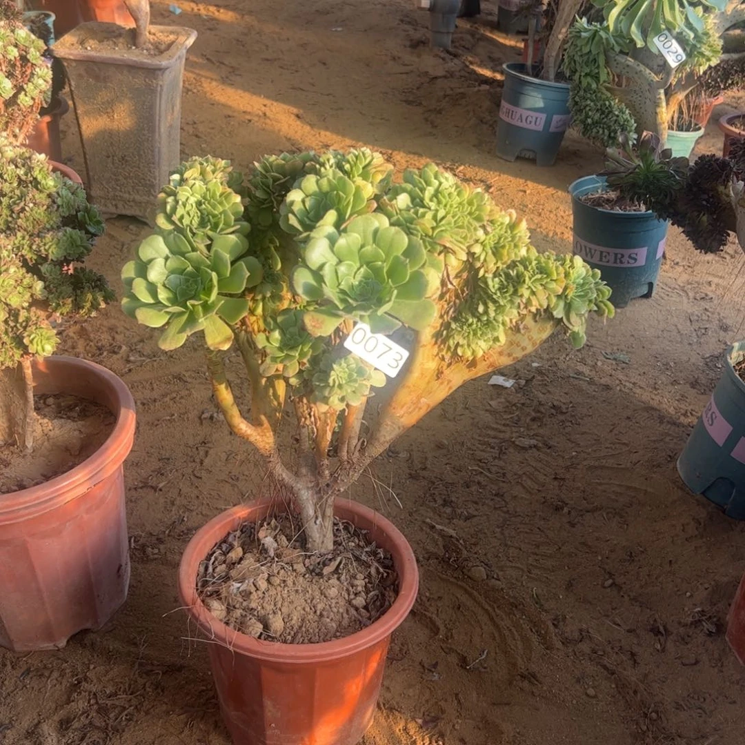 绿杨蓉073冠服37厘米