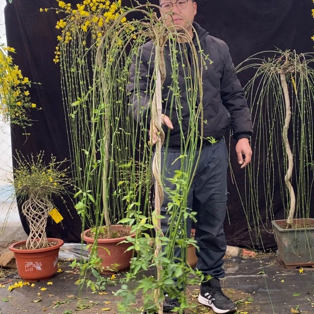 探春花，主干有蹭皮，特价款