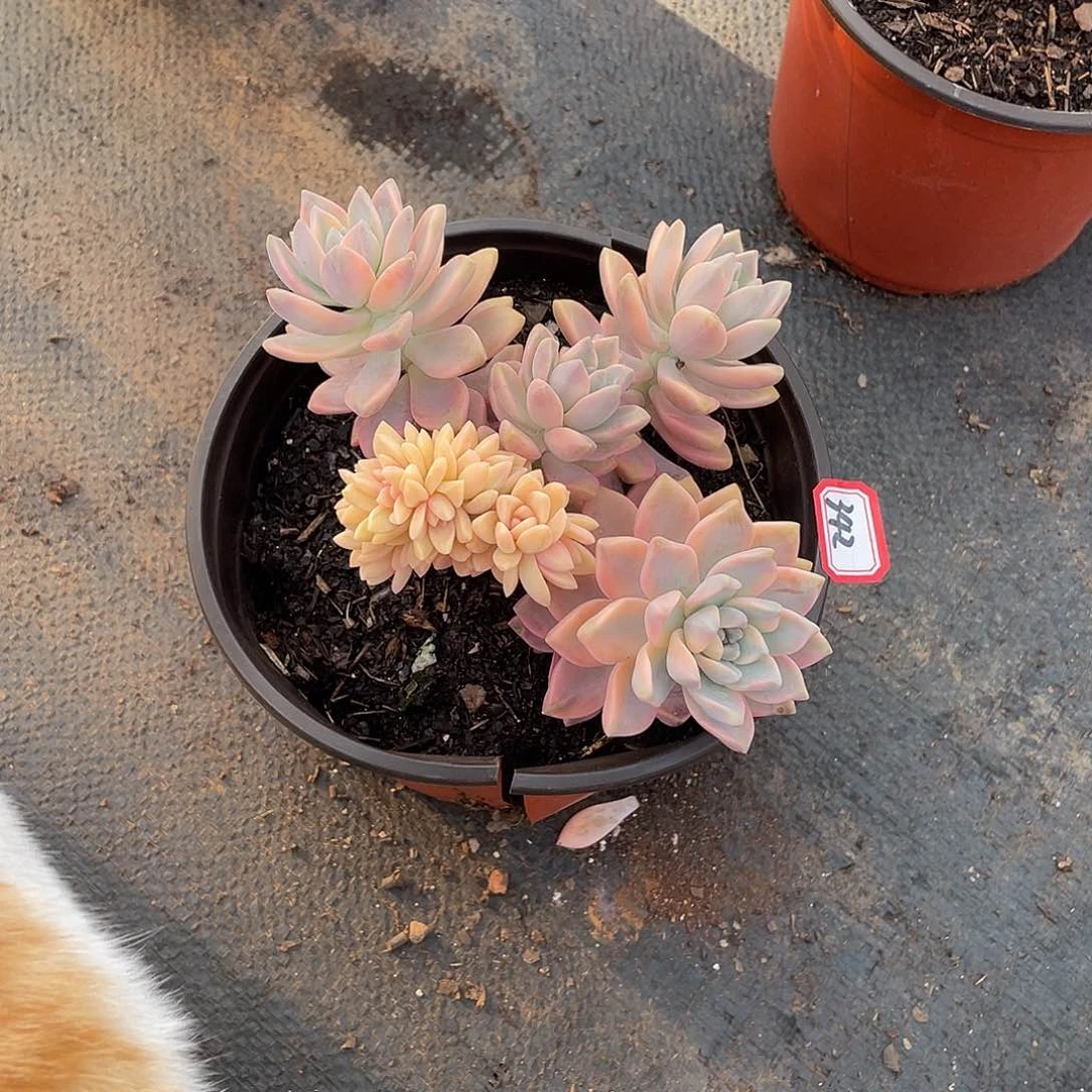 342淡雪锦淡雪锦 一物一拍多肉