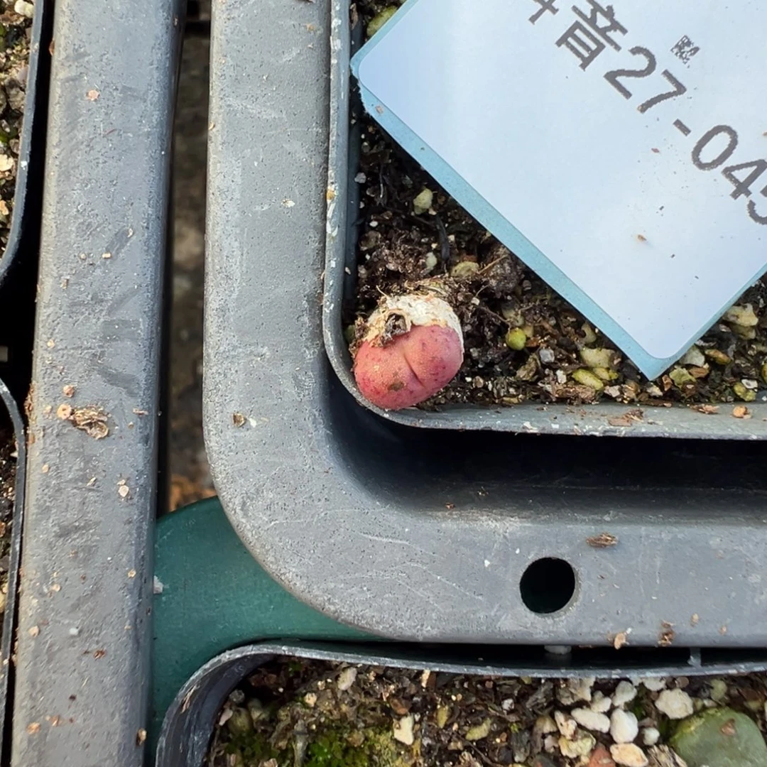 27-45量拍鲁提辖一颗