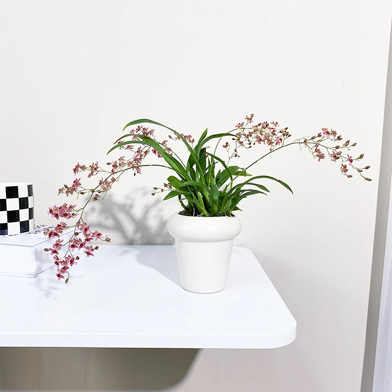 红花梦香兰盆栽带花苞室内开花卉植物绿植年宵花送礼带香味