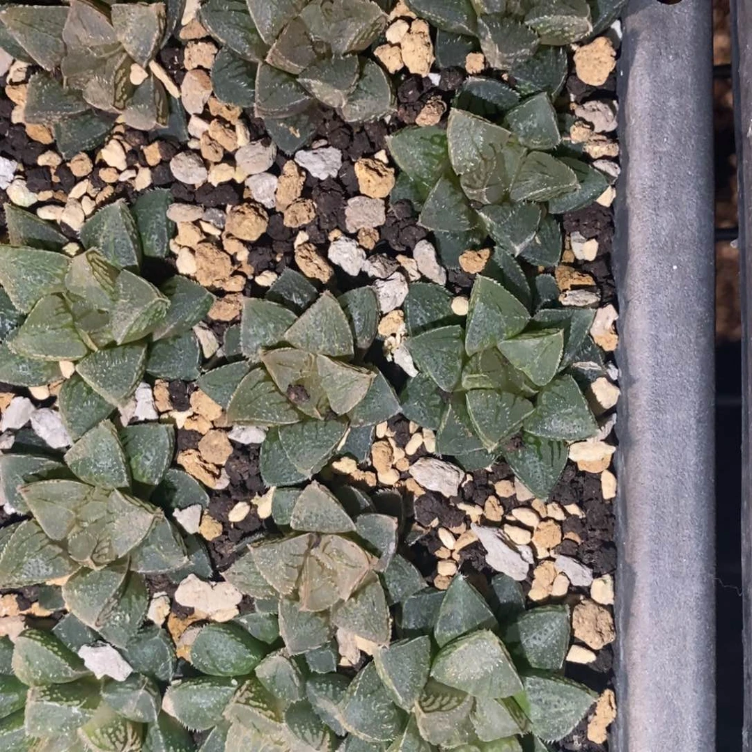 2807 一颗新冰砂糖 做手捧花首选