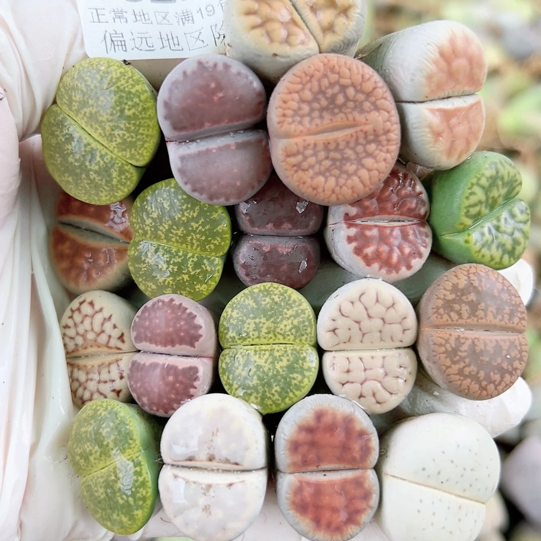 5522 好养易活生石花大母本19个