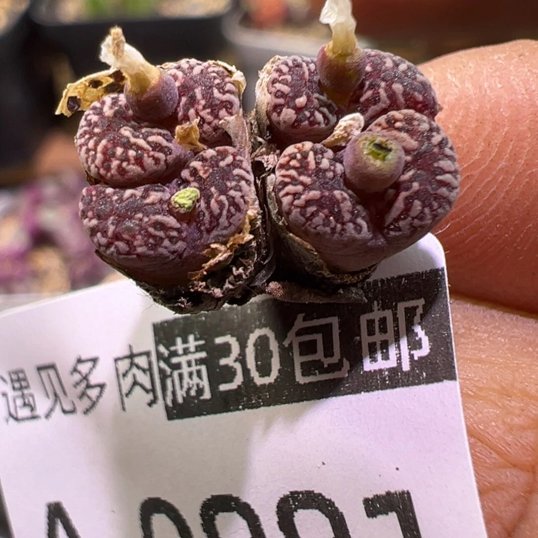 多肉植物111111111111111