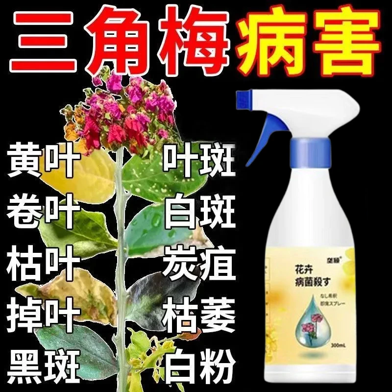 三角梅病菌清防落叶掉花苞祛黑腐除白粉叶斑病黑腐病肥三角梅专用