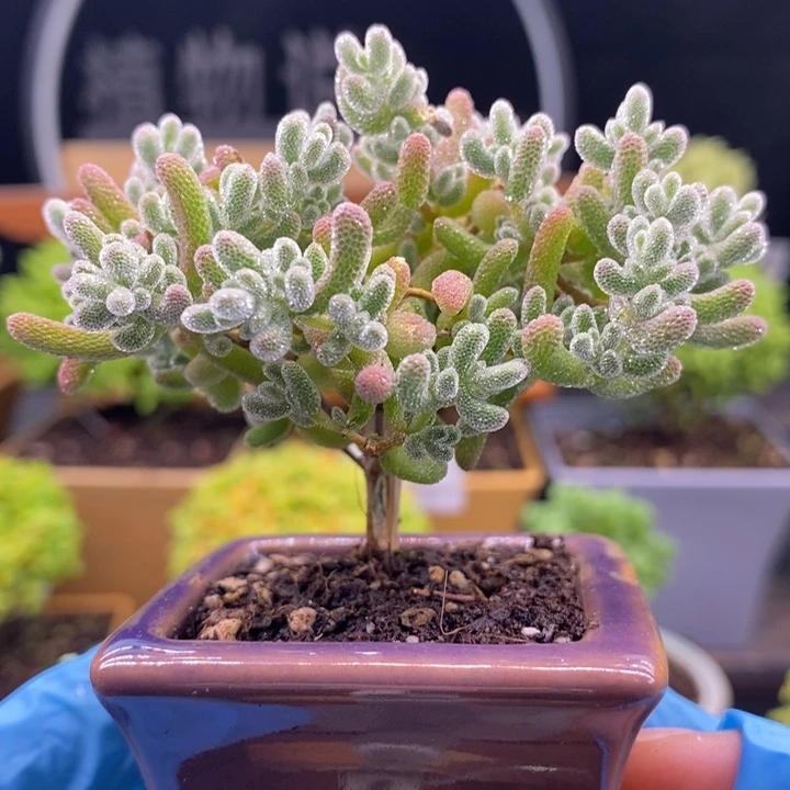 无花朵58冰钻。