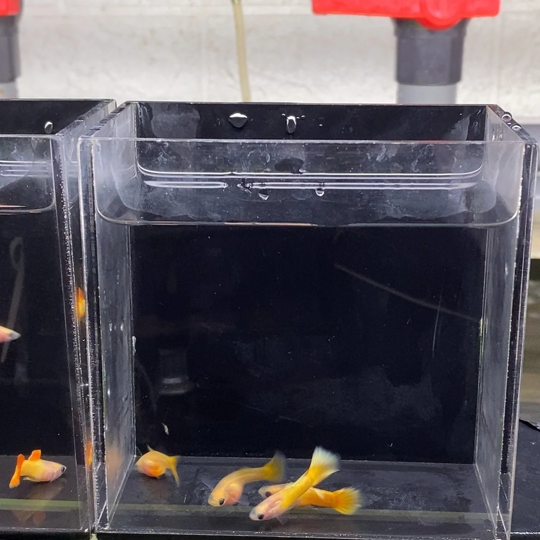 孔雀鱼荧光黄玻璃猫2对，嗷嗷黄