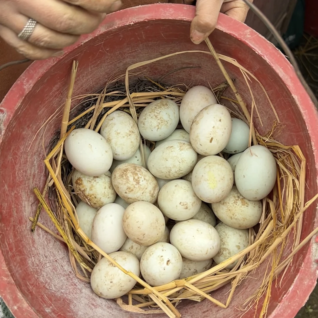 【土鸭蛋】农家散养新鲜自养湘西农村纯野外放养鸭蛋 五谷鸭蛋 笨蛋