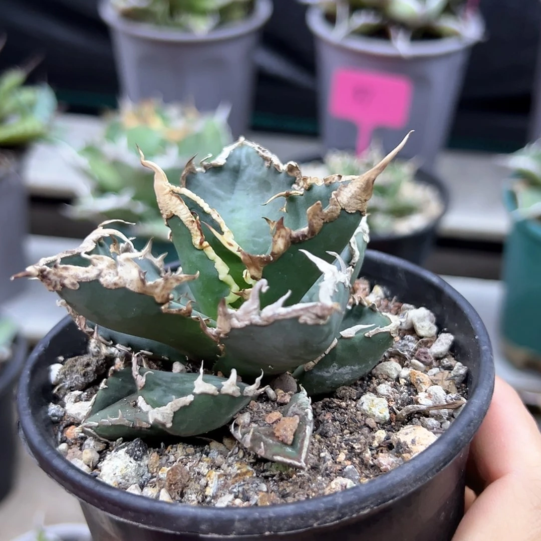 狼人一物一拍偏远不包邮