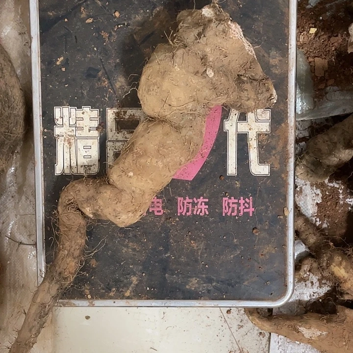 细***里中国大陆云南省石屏县