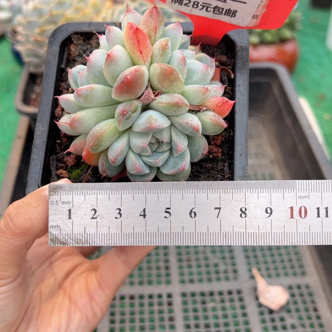 表妹精品多肉植物557.