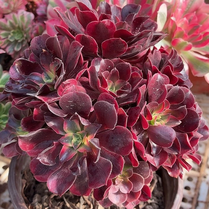 美杜莎带主头三颗脱土发货