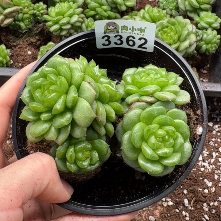 无花朵多肉植物多肉植物