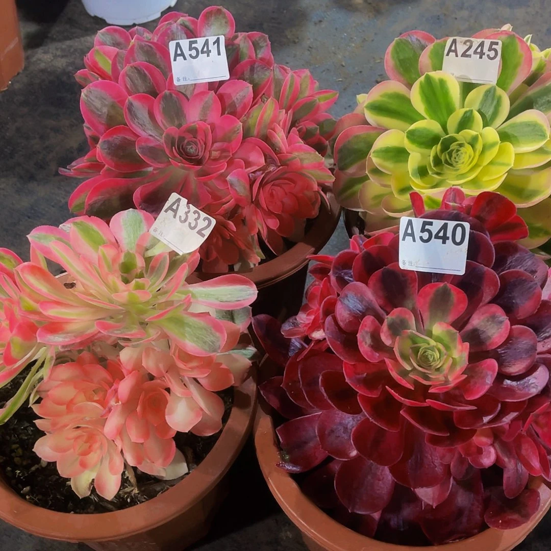 晓*美杜莎540香妃245女巫541送332福利