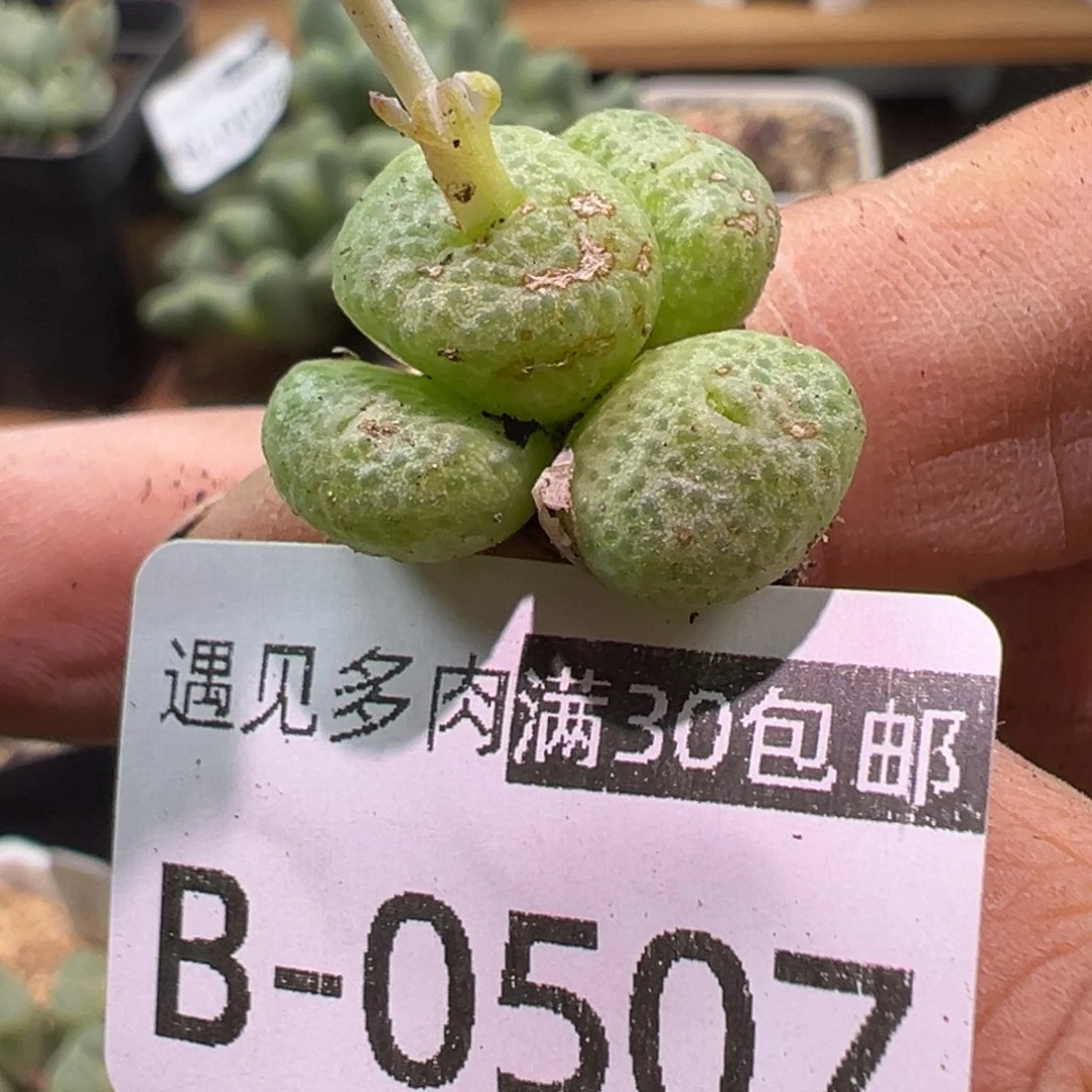 多肉植物111111111111