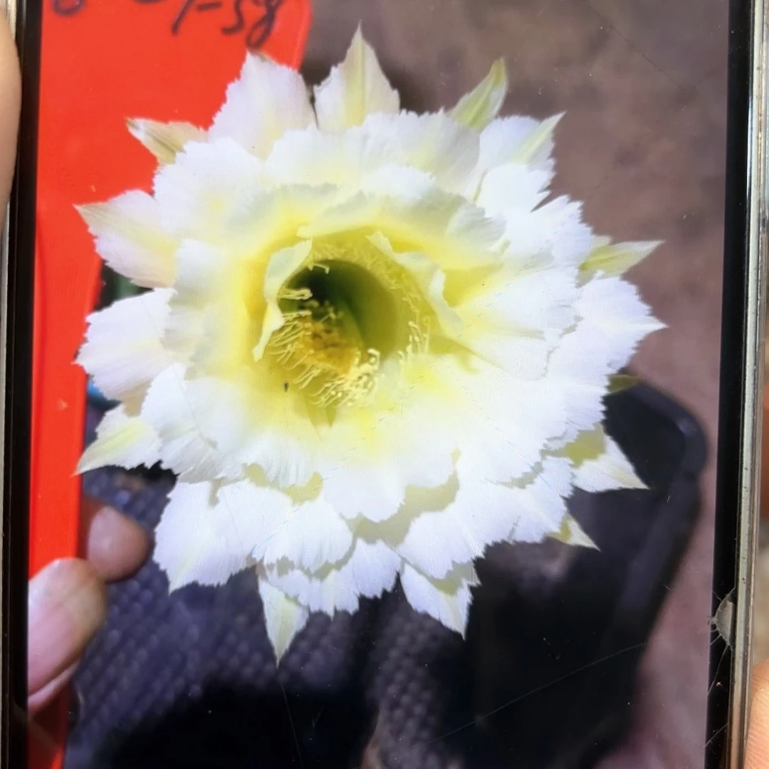 彩草1-58号6-7公分左右